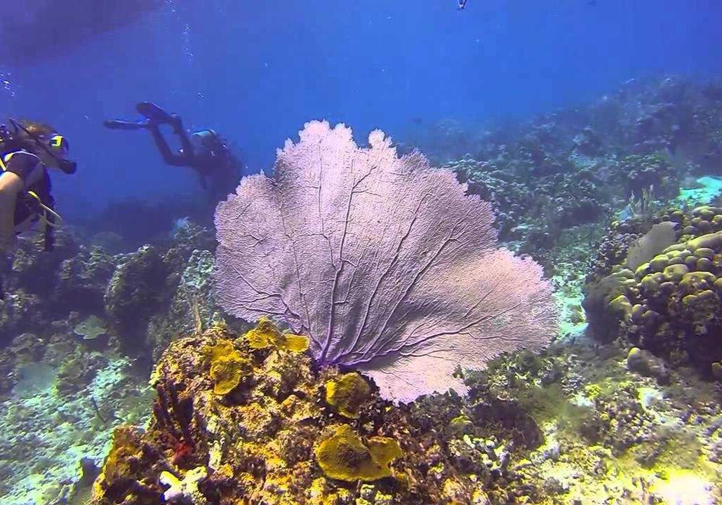 Part of The Wall diving site.